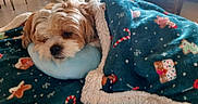Bella a rejoint le concours — aidez-le/la à gagner de superbes lots ! animal, bedtime, blanket, christmas, comfort, cozy, cute, cute_pet, dog, festive, fur, holiday, indoor, patterned_blanket, pillow, relaxing, resting, sleeping, small_dog, warm