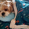 animal, bedtime, blanket, christmas, comfort, cozy, cute, cute_pet, dog, festive, fur, holiday, indoor, patterned_blanket, pillow, relaxing, resting, sleeping, small_dog, warm
