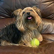 Jasmine joined the competition — help win amazing prizes! dog, pet, tennis_ball, couch, leather, indoor, cute, fluffy, tongue_out, playful, animal, companion, fur, small_dog, looking_up, home, relaxed, brown, black, happy
