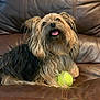 dog, pet, tennis_ball, couch, leather, indoor, cute, fluffy, tongue_out, playful, animal, companion, fur, small_dog, looking_up, home, relaxed, brown, black, happy