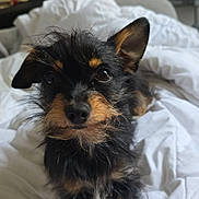 Nina a rejoint le concours — aidez-le/la à gagner de superbes lots ! dog, pet, black_and_tan, scruffy, fur, bed, blanket, indoor, living_room, couch, relaxed, cute, animal, canine, small_dog, fur_texture, ears, eyes, nosed, domestic