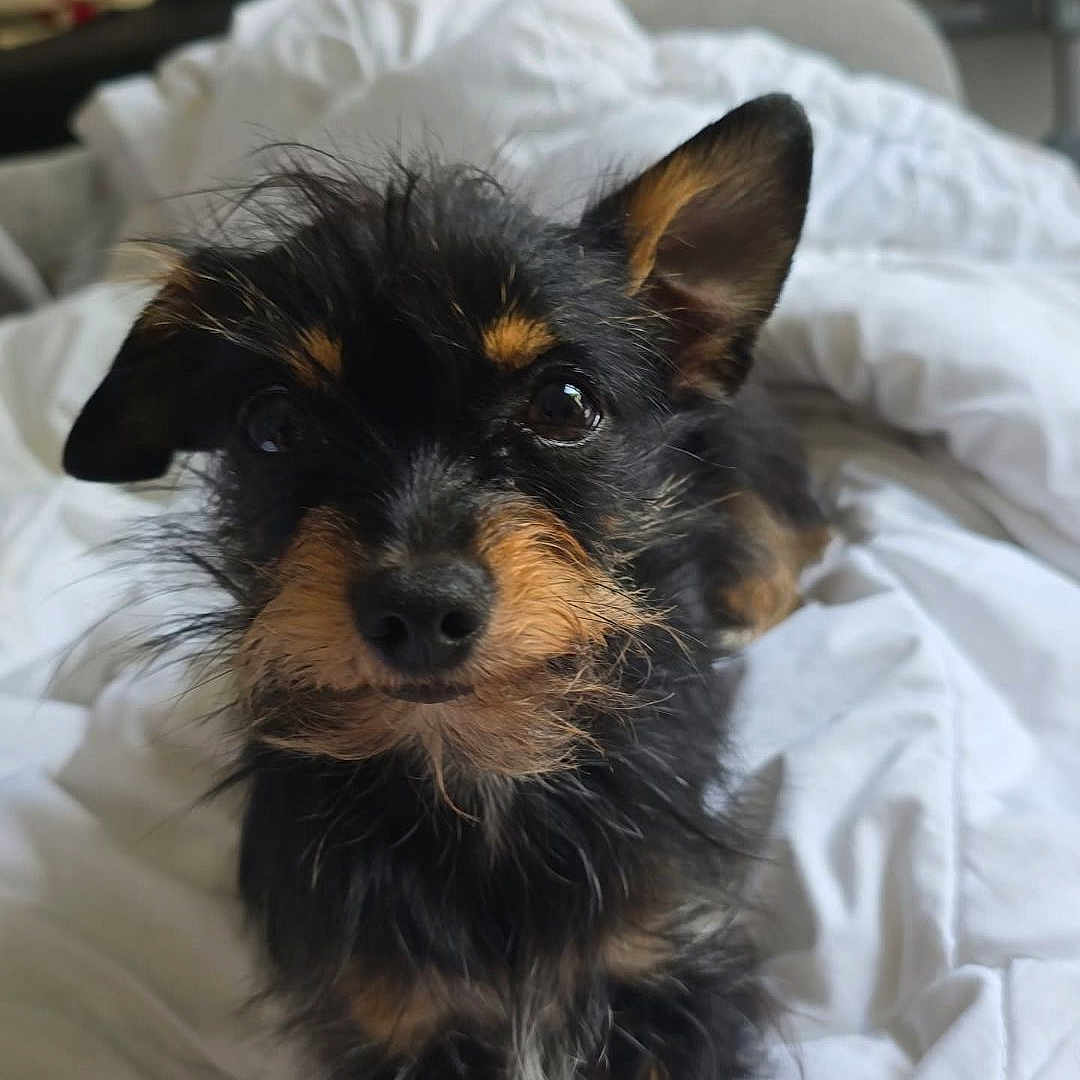 Nina a rejoint le concours — aidez-le/la à gagner de superbes lots ! animal, bed, black_and_tan, blanket, canine, couch, cute, dog, domestic, ears, eyes, fur, fur_texture, indoor, living_room, nosed, pet, relaxed, scruffy, small_dog