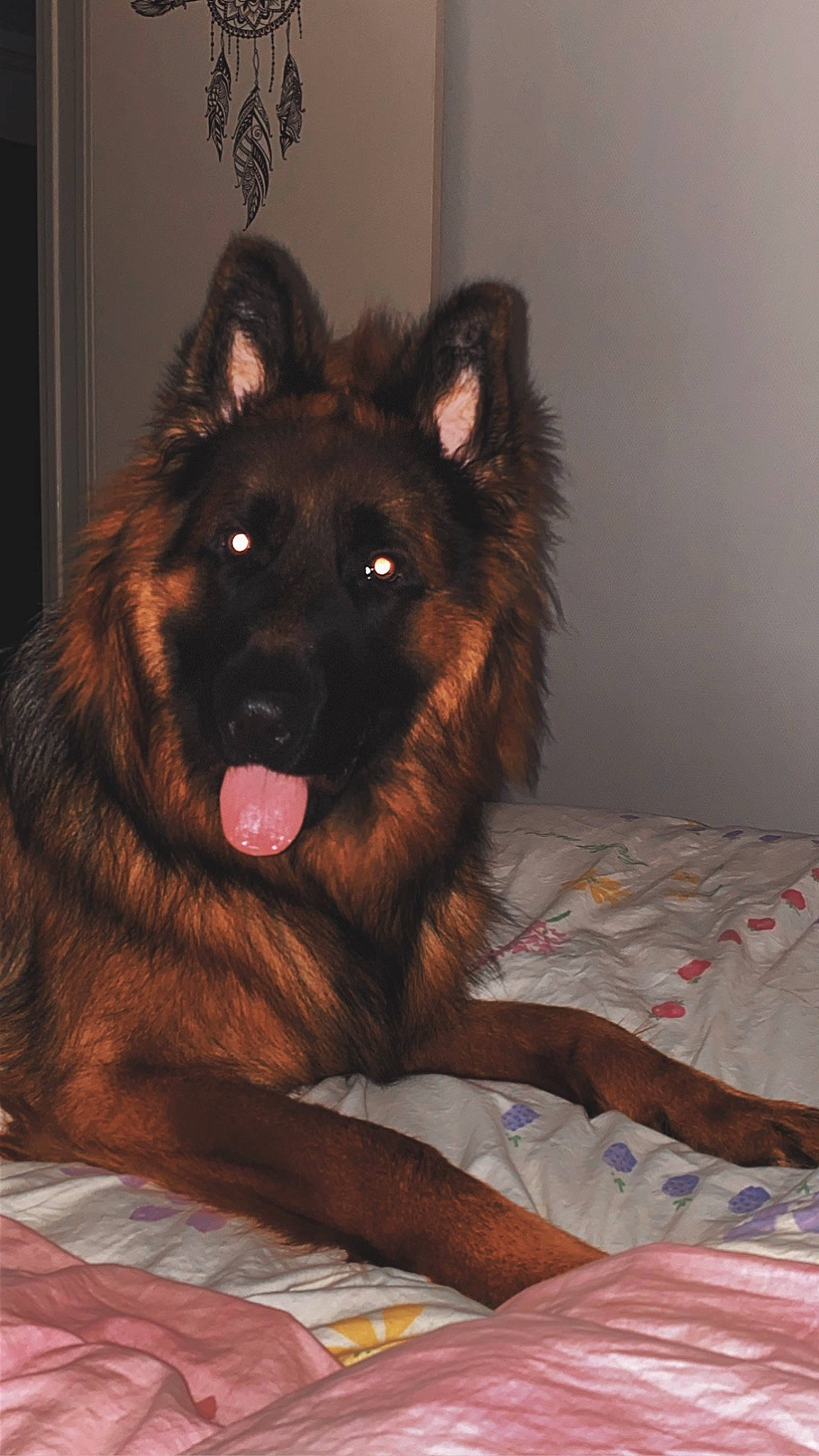 Toy participe au concours pour gagner de l'argent avec cette photo : brown, canidae, carnivore, comfort, companion_dog, dog, dog_breed, fawn, fur, giant_dog_breed, guard_dog, herding_dog, king_shepherd, liver, old_german_shepherd_dog, snout, sporting_group, whiskers, working_animal, working_dog