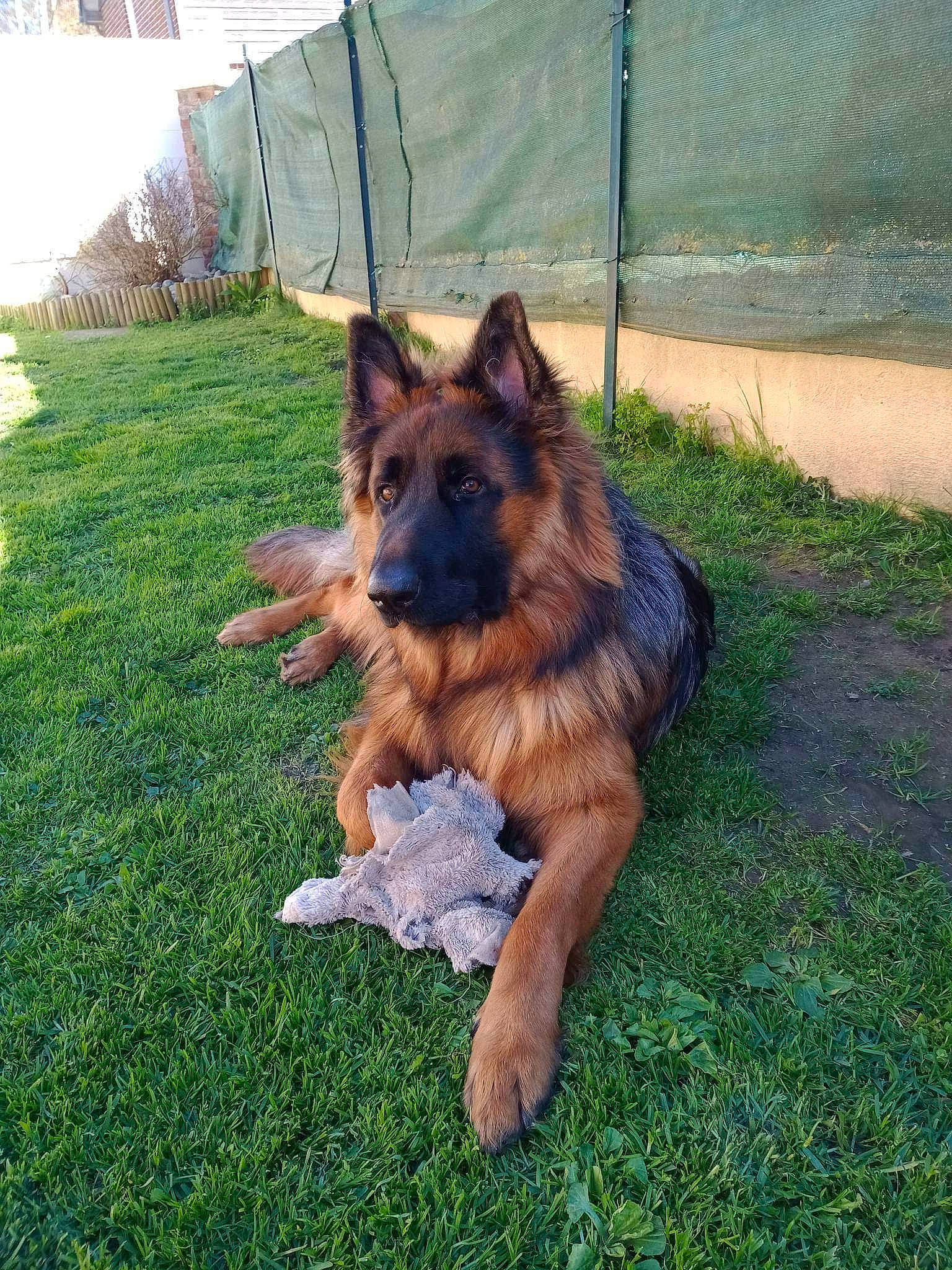 Toy a rejoint le concours — aidez-le/la à gagner de superbes lots ! canidae, carnivore, companion_dog, dog, dog_breed, east_european_shepherd, fawn, german_shepherd_dog, grass, herding_dog, king_shepherd, old_german_shepherd_dog, plant, sporting_group, working_dog