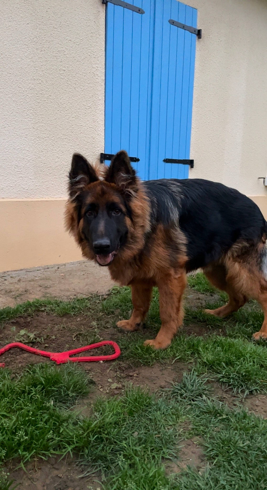 Toy a rejoint le concours — aidez-le/la à gagner de superbes lots ! bohemian_shepherd, canidae, carnivore, companion_dog, dog, dog_breed, dog_supply, event, garden_hose, german_shepherd_dog, grass, herding_dog, king_shepherd, old_german_shepherd_dog, snout, sporting_group, tail, tervuren, working_animal, working_dog