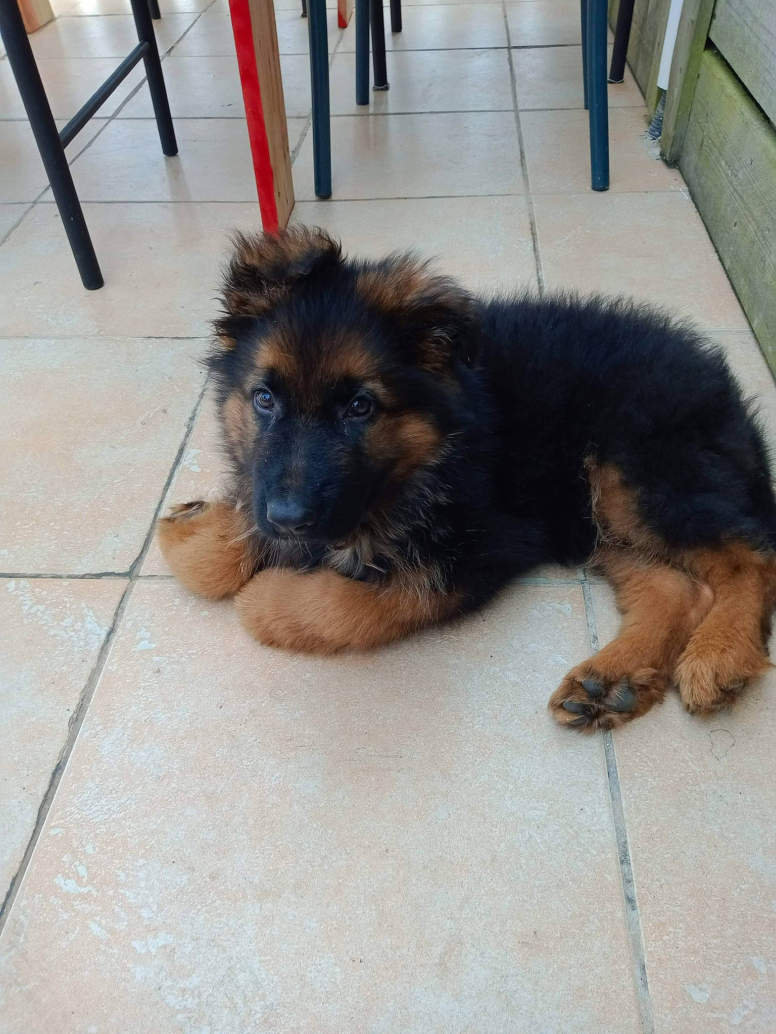 Toy participe au concours pour gagner de l'argent avec cette photo : canidae, carnivore, companion_dog, dog, dog_breed, flooring, foot, fur, herding_dog, paw, road_surface, sitting, snout, sporting_group, tail, terrestrial_animal, terrier, working_animal, working_dog