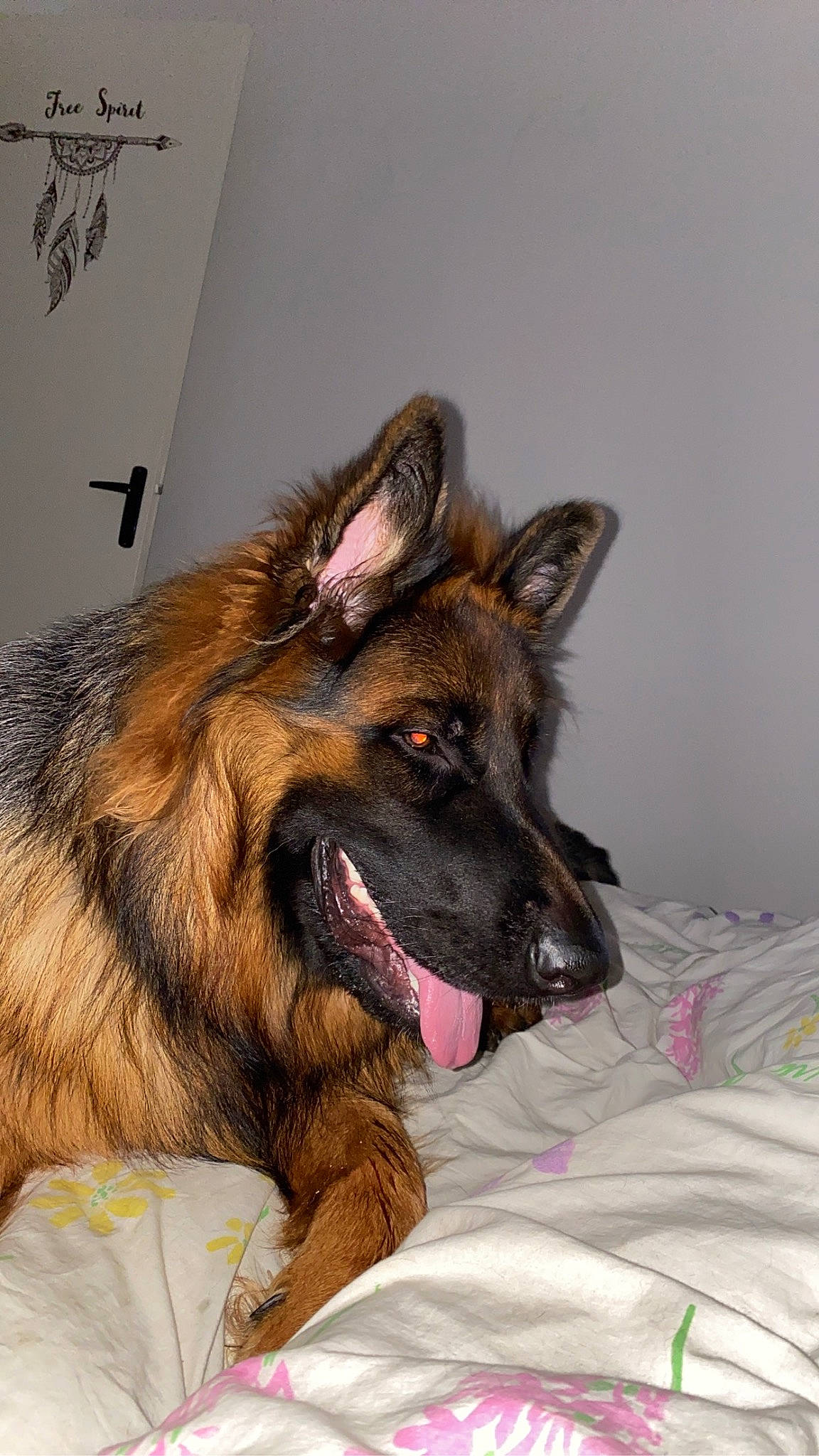 Toy participe au concours pour gagner de l'argent avec cette photo : canidae, carnivore, companion_dog, dog, dog_breed, east_european_shepherd, fawn, fur, german_shepherd_dog, herding_dog, king_shepherd, old_german_shepherd_dog, paw, snout, sporting_group, tervuren, working_dog