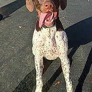 Cooper is registered to the contest to win money with this photo: dog, canine, brown, white, spotted, tongue_out, sitting, happy, pet, animal, outdoor, sunlight, shadow, playful, collar, ears, face, paw, fur, expression