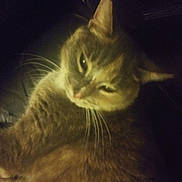 Boodles is registered to the contest to win money with this photo: animal, cat, closeup, comfort, cozy, cute, dark, ears, face, feline, fur, indoor, mammal, pet, portrait, relaxed, shadow, sleepy, soft, whiskers
