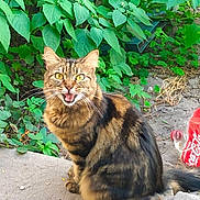 Goose joined the competition — help win amazing prizes! animal, cat, closeup, concrete, daylight, feline, fur, greenery, ground, leaves, mouth_open, nature, outdoor, pet, plastic_bottle, red_bottle, sitting, tabby, whiskers, yellow_eyes