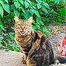 animal, cat, closeup, concrete, daylight, feline, fur, greenery, ground, leaves, mouth_open, nature, outdoor, pet, plastic_bottle, red_bottle, sitting, tabby, whiskers, yellow_eyes