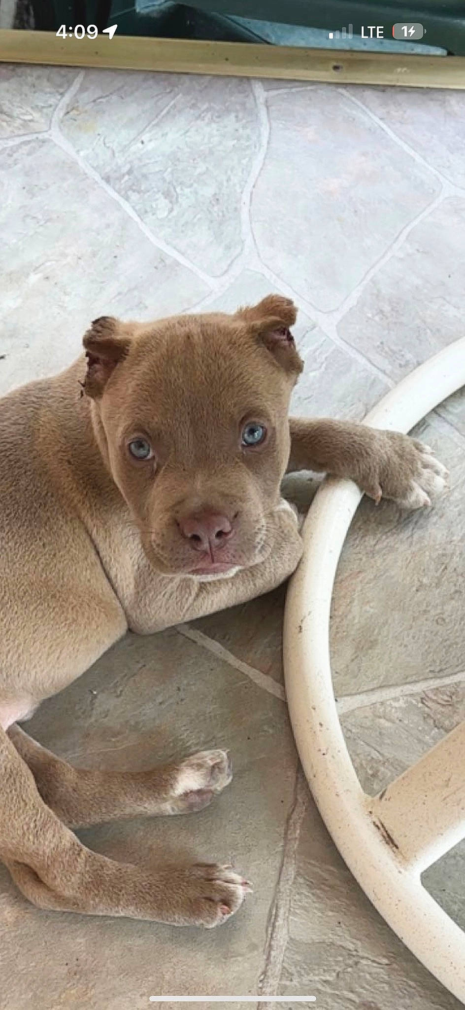 Chato is registered to the contest to win money with this photo: art, canidae, carnivore, dog_breed, domestic_pig, eye, fawn, liver, livestock, sculpture, snout, sporting_group, stuffed_toy, suidae, tail, terrestrial_animal, toy, whiskers, wood, working_animal