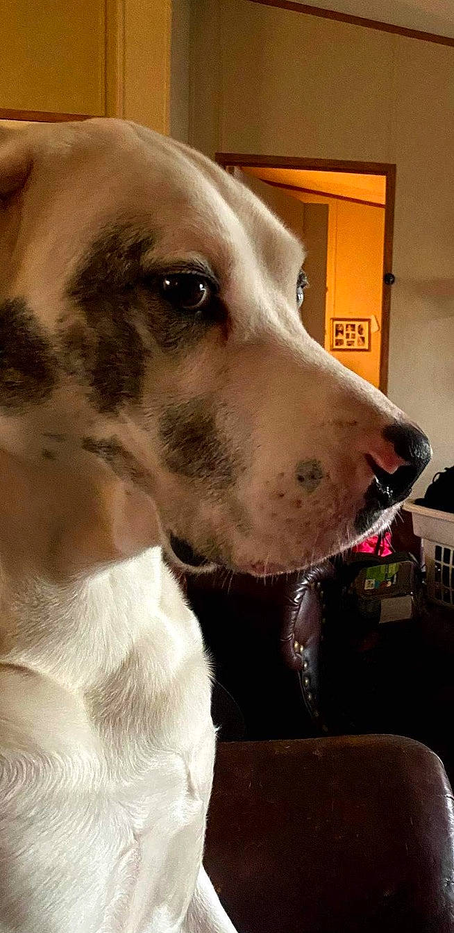 Dum Dum Johnson joined the competition — help win amazing prizes! ancient_dog_breeds, canidae, carnivore, collar, companion_dog, dog, dog_breed, dog_collar, ear, fawn, fur, giant_dog_breed, non_sporting_group, pet_supply, selfie, snout, sporting_group, whiskers, working_animal, working_dog