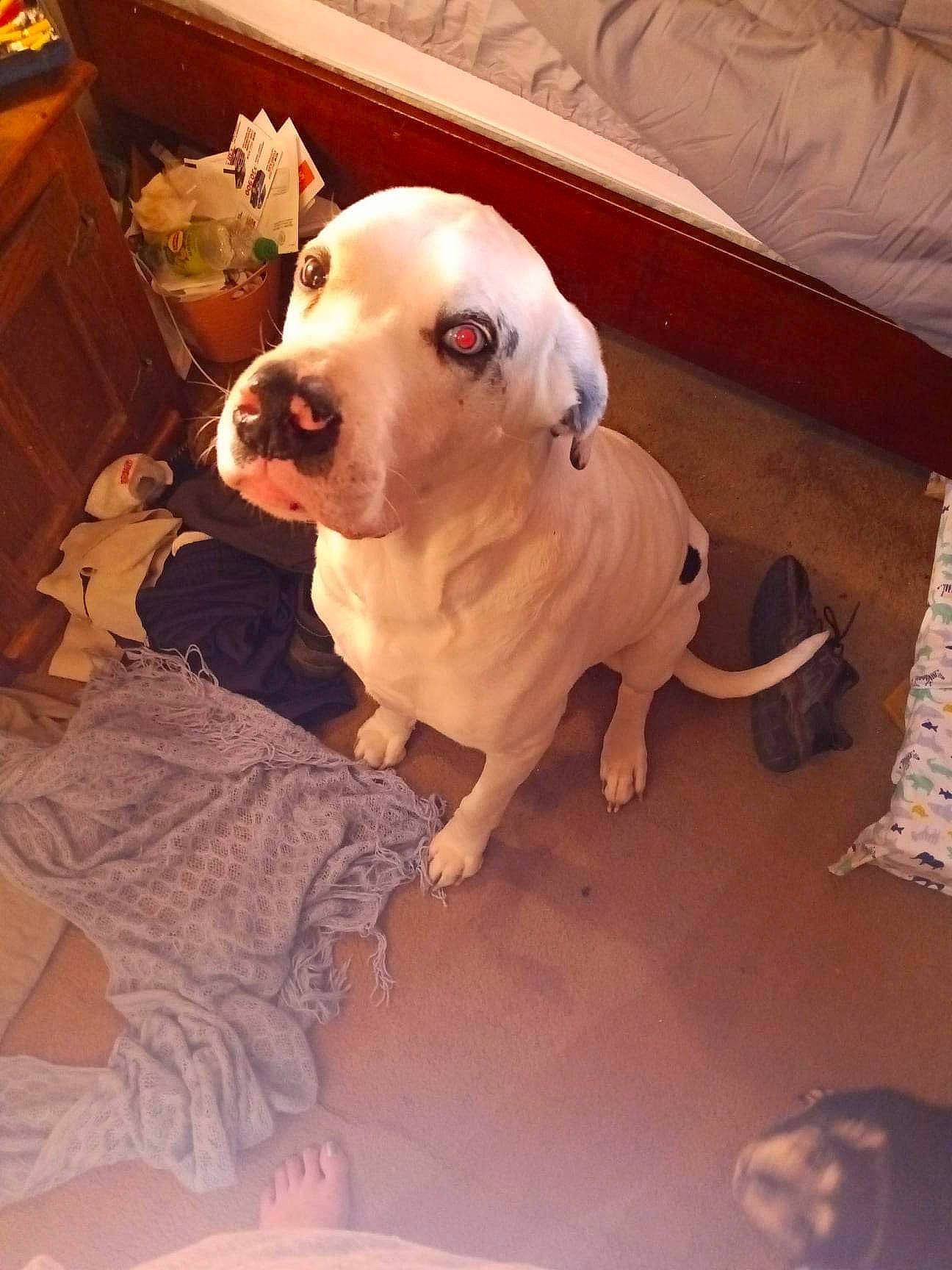 Dum Dum Johnson is registered to the contest to win money with this photo: bulldog, cabinetry, carnivore, chair, comfort, companion_dog, couch, dog, dog_breed, dog_collar, dog_supply, fawn, flooring, pet_supply, snout, toy_dog, whiskers, wood, working_animal, wrinkle