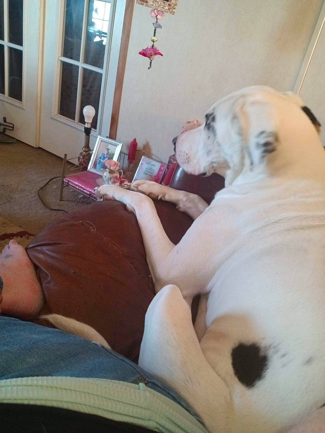 Dum Dum Johnson is registered to the contest to win money with this photo: barefoot, carnivore, comfort, companion_dog, couch, dog, dog_breed, door, elbow, fawn, foot, human_leg, knee, lap, picture_frame, tail, thigh, trunk, whiskers, working_animal