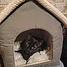 cat, black_cat, pet_bed, cozy, indoor, feline, animal, soft, blanket, fur, cute, resting, house_shaped_bed, yellow_eyes, looking_up, comfort, domestic, mammal, relaxing, home