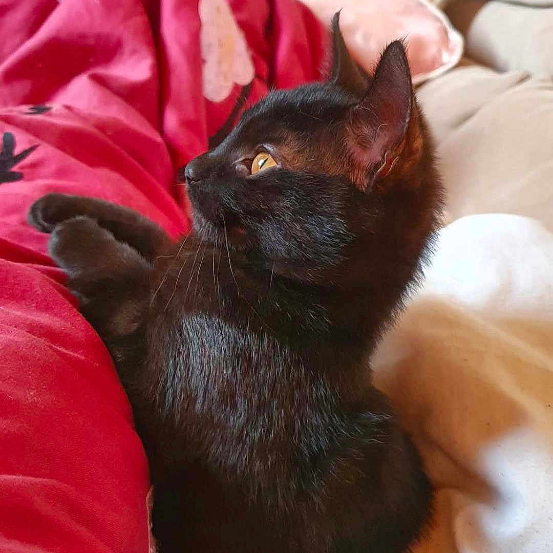 Ruby