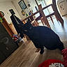 black_cat, bottle, box, cat, clothing, coat, couch, fan, floor, home_decor, indoor, living_room, natural_light, painting, pillow, table, toy, window, wooden_chair, wooden_floor