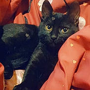 Ruby participe au concours pour gagner de l'argent avec cette photo : black_cat, cat, pet, animal, feline, yellow_eyes, blanket, red_blanket, heart_pattern, floral_pattern, cozy, indoor, resting, cute, fur, whiskers, alert, comfort, soft, domestic_animal