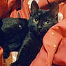 black_cat, cat, pet, animal, feline, yellow_eyes, blanket, red_blanket, heart_pattern, floral_pattern, cozy, indoor, resting, cute, fur, whiskers, alert, comfort, soft, domestic_animal