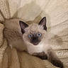 Chanel participe au concours pour gagner de l'argent avec cette photo : kitten, cat, siamese, blue_eyes, fluffy, fur, ears, paws, blanket, soft, cream_color, pet, animal, cute, young, portrait, indoor, resting, curious, cozy