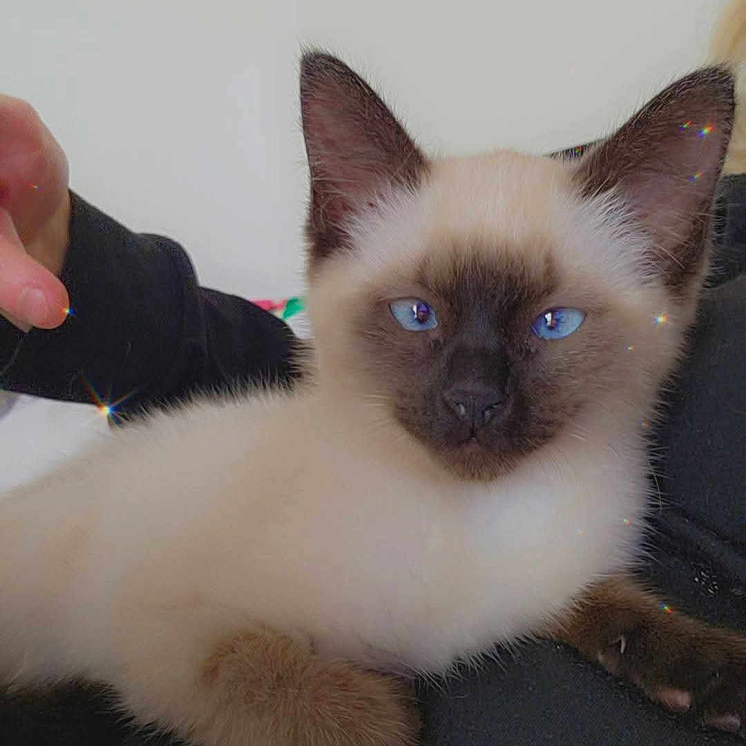 Chanel a rejoint le concours — aidez-le/la à gagner de superbes lots ! kitten, cat, siamese_cat, blue_eyes, fur, indoor, pet, animal, cute, person, lap, hand, cozy, relaxing, feline, young, domestic_cat, whiskers, ears, snout