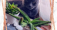 Gucci a rejoint le concours — aidez-le/la à gagner de superbes lots ! cat, gray_cat, succulent, potted_plant, windowsill, indoor, natural_light, decorative_frame, rose_gold, marble_background, plant, greenery, pet, feline, curious, relaxed, wooden_surface, home_decor, cozy, sunlight
