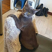 Gucci a rejoint le concours — aidez-le/la à gagner de superbes lots ! cat, gray_cat, chair, sweater, indoor, floor, litter_box, boots, furniture, pet, curious, looking_back, knitwear, wooden_floor, domestic, home, animal, cute, cozy, background