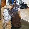 Gucci a rejoint le concours — aidez-le/la à gagner de superbes lots ! animal, background, boots, cat, chair, cozy, curious, cute, domestic, floor, furniture, gray_cat, home, indoor, knitwear, litter_box, looking_back, pet, sweater, wooden_floor