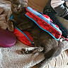 Gucci participe au concours pour gagner de l'argent avec cette photo : cat, gray_cat, backpack, spiderman, couch, beige_couch, blanket, person, jeans, sitting, indoor, pet, curious, wide_eyes, feline, home, relaxed, playful, fabric, zipper