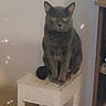 animal, bookshelf, calm, cat, cozy, cute, decor, domestic_animal, feline, gray_cat, green_eyes, home, indoor, pet, portrait, quiet, sitting, sparkle_effect, stool, wooden_furniture