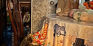 Jane is registered to the contest to win money with this photo: cat, table, chair, tablecloth, indoor, wooden_floor, cabinet, curtain, plastic_bag, flower_pattern, cartoon_cat, real_cat, tail, hind_legs, container, water_jug, decor, furniture, natural_light, household
