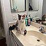 cat, calico_cat, bathroom, sink, mirror, countertop, faucet, toiletries, reflection, white_wall, black_lace_bra, light_switch, wood_floor, domestic_animal, pet, curious, sitting, indoor, feline, household