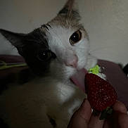Jane joined the competition — help win amazing prizes! cat, strawberry, hand, close_up, indoor, pet, licking, curious, feline, fruit, dark, shadow, animal, whiskers, nose, eye, pink, red, green, background