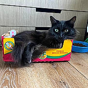 Luzki joined the competition — help win amazing prizes! cat, black_cat, cardboard_box, mango_box, green_eyes, indoor, wooden_floor, pet_bowl, dry_food, broom, dustpan, furniture, curious, relaxed, home, pet, animal, floor, cozy, domestic