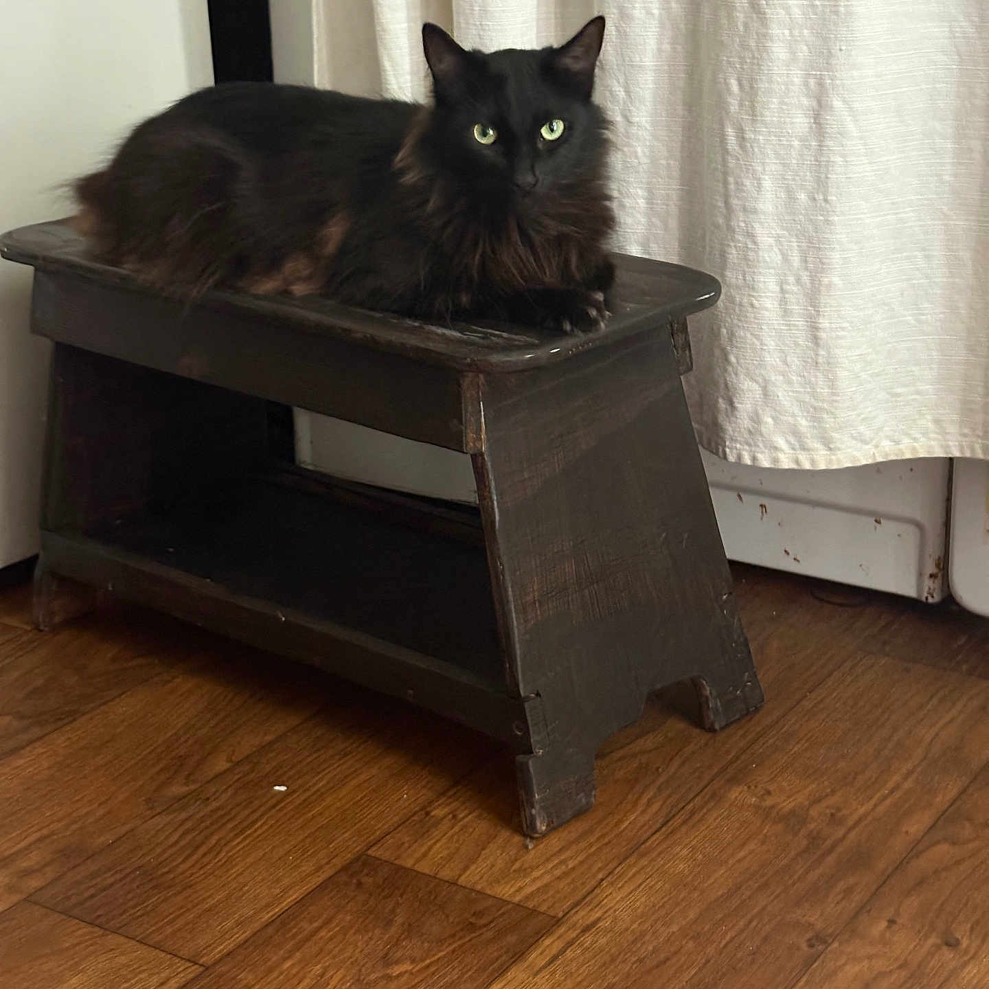 Luzki joined the competition — help win amazing prizes! animal, bench, black_cat, cat, cozy, curtain, domestic_animal, feline, flooring, fur, green_eyes, home_interior, indoor, looking_at_camera, pet, quiet, relaxed, resting, wood, wooden_bench