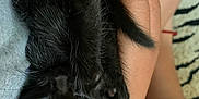 Luzki is registered to the contest to win money with this photo: black_kitten, kitten, cat, paw, fur, hand, arm, skin, close_up, snuggling, cute, pet, animal, indoor, resting, soft, touch, feline, cozy, playful