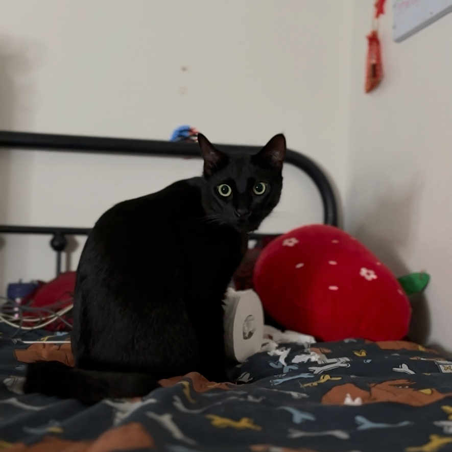 Chapo is registered to the contest to win money with this photo: animal, bed, bedroom, bedspread, black_cat, cat, cozy, curious, domestic_animal, feline, green_eyes, home, indoor, looking, pet, pillow, resting, strawberry_pillow, wall, whiteboard