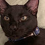 Chapo is registered to the contest to win money with this photo: cat, black_cat, close_up, collar, pet, animal, whiskers, ears, green_eyes, fur, indoor, curious, calm, portrait, feline, domestic_animal, cute, face, looking, soft_background