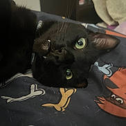 Chapo is registered to the contest to win money with this photo: cat, black_cat, pet, animal, lying_down, green_eyes, fangs, close_up, blanket, cartoon_pattern, indoor, cute, feline, whiskers, fur, sleepy, relaxed, face, portrait, domestic_animal