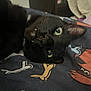 Chapo is registered to the contest to win money with this photo: animal, black_cat, blanket, cartoon_pattern, cat, close_up, cute, domestic_animal, face, fangs, feline, fur, green_eyes, indoor, lying_down, pet, portrait, relaxed, sleepy, whiskers