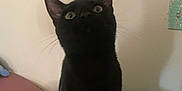 Chapo is registered to the contest to win money with this photo: black_cat, cat, indoor, pet, animal, curious, looking_up, butterfly_sticker, wall, feline, whiskers, ears, sitting, domestic_cat, home, cute, fur, mystery, shadow, dark_surface