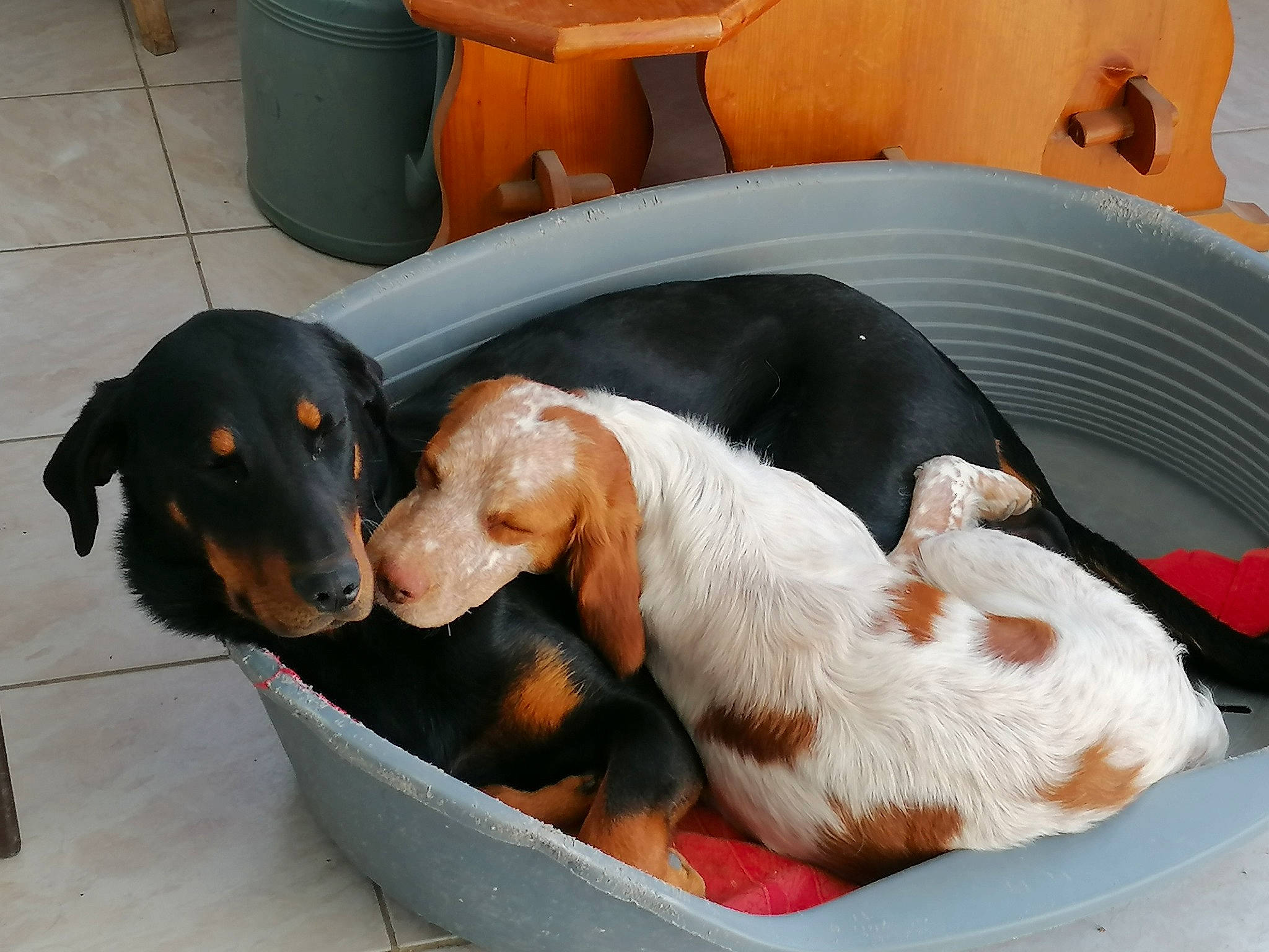 Perle a rejoint le concours — aidez-le/la à gagner de superbes lots ! canidae, carnivore, companion_dog, dog, dog_breed, fawn, hound, hunting_dog, mammal, rare_breed_dog, schweizer_laufhund, sporting_group, vertebrate