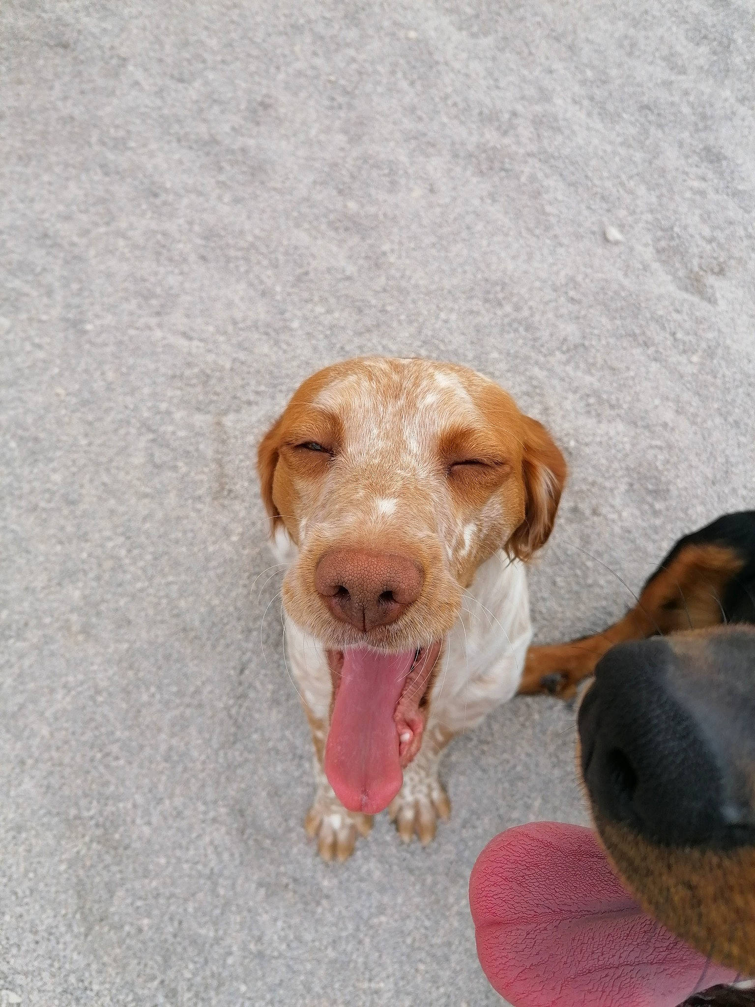 Perle participe au concours pour gagner de l'argent avec cette photo : brittany, canidae, carnivore, dog, dog_breed, fawn, hunting_dog, mammal, nose, pachon_navarro, snout, sporting_group, street_dog, working_dog