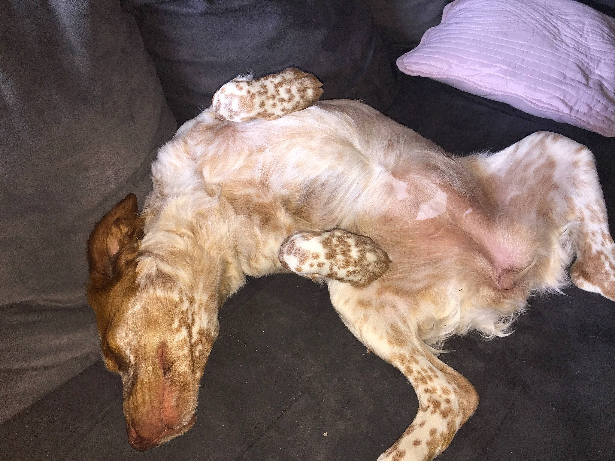 Perle a rejoint le concours — aidez-le/la à gagner de superbes lots ! canidae, carnivore, companion_dog, dog, dog_breed, fawn, fur, sporting_group, tail