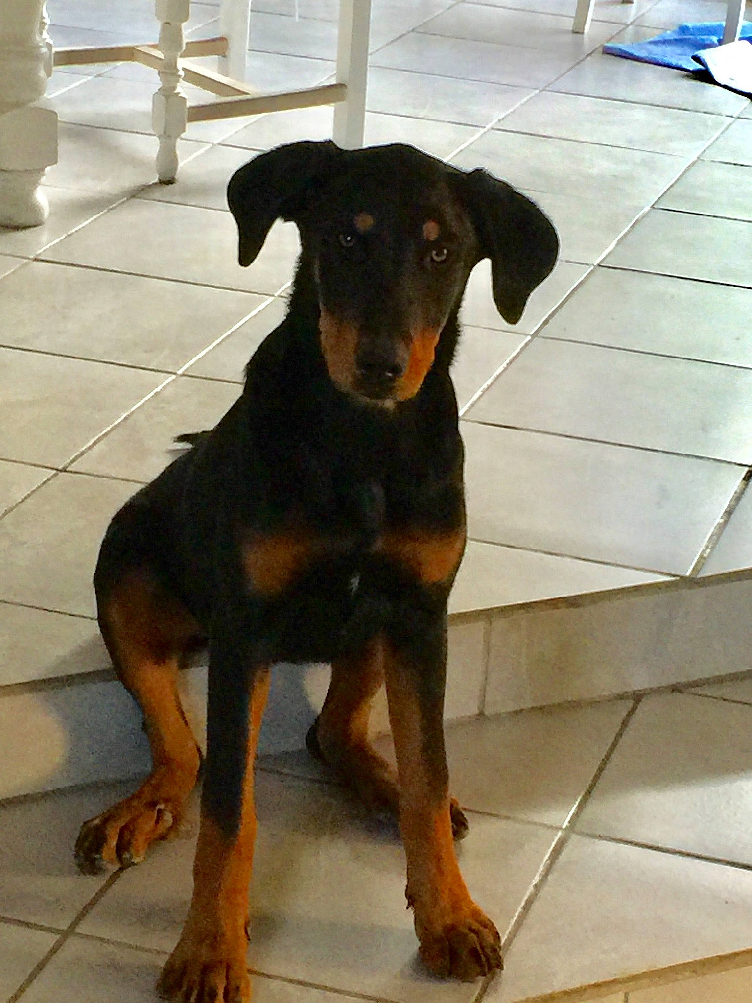 Phiby participe au concours pour gagner de l'argent avec cette photo : austrian_black_and_tan_hound, beauceron, black_and_tan_terrier, canidae, carnivore, dog, dog_breed, german_pinscher, guard_dog, hellenikos_ichnilatis, huntaway, hunting_dog, jagdterrier, mammal, manchester_terrier, pinscher, rare_breed_dog, transylvanian_hound, vertebrate, working_dog