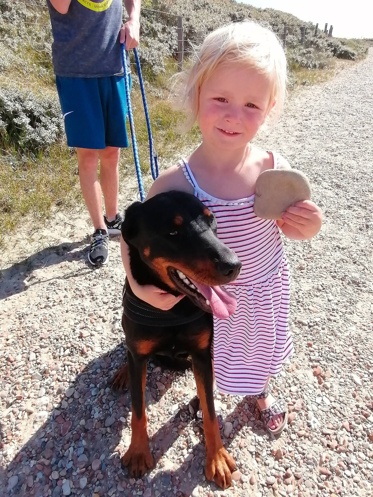 Phiby a rejoint le concours — aidez-le/la à gagner de superbes lots ! beauceron, canidae, carnivore, dog, dog_breed, german_pinscher, guard_dog, huntaway, hunting_dog, jagdterrier, mammal, toy_manchester_terrier, working_dog