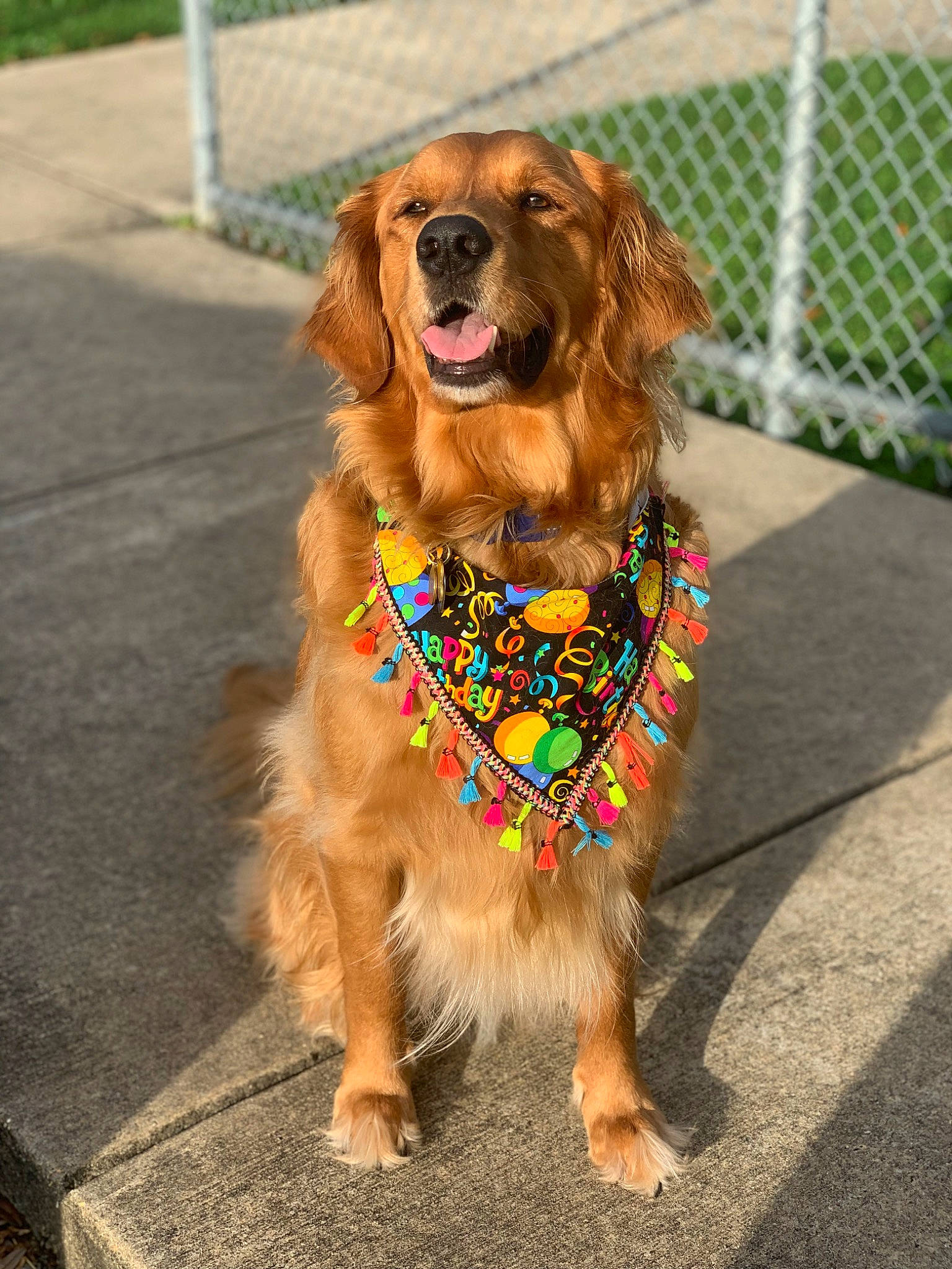 Butter is registered to the contest to win money with this photo: canidae, carnivore, collar, companion_dog, dog, dog_breed, dog_collar, dog_supply, dog_walking, fashion_accessory, fawn, fence, fur, leash, liver, pet_supply, snout, sporting_group, water_dog, working_animal