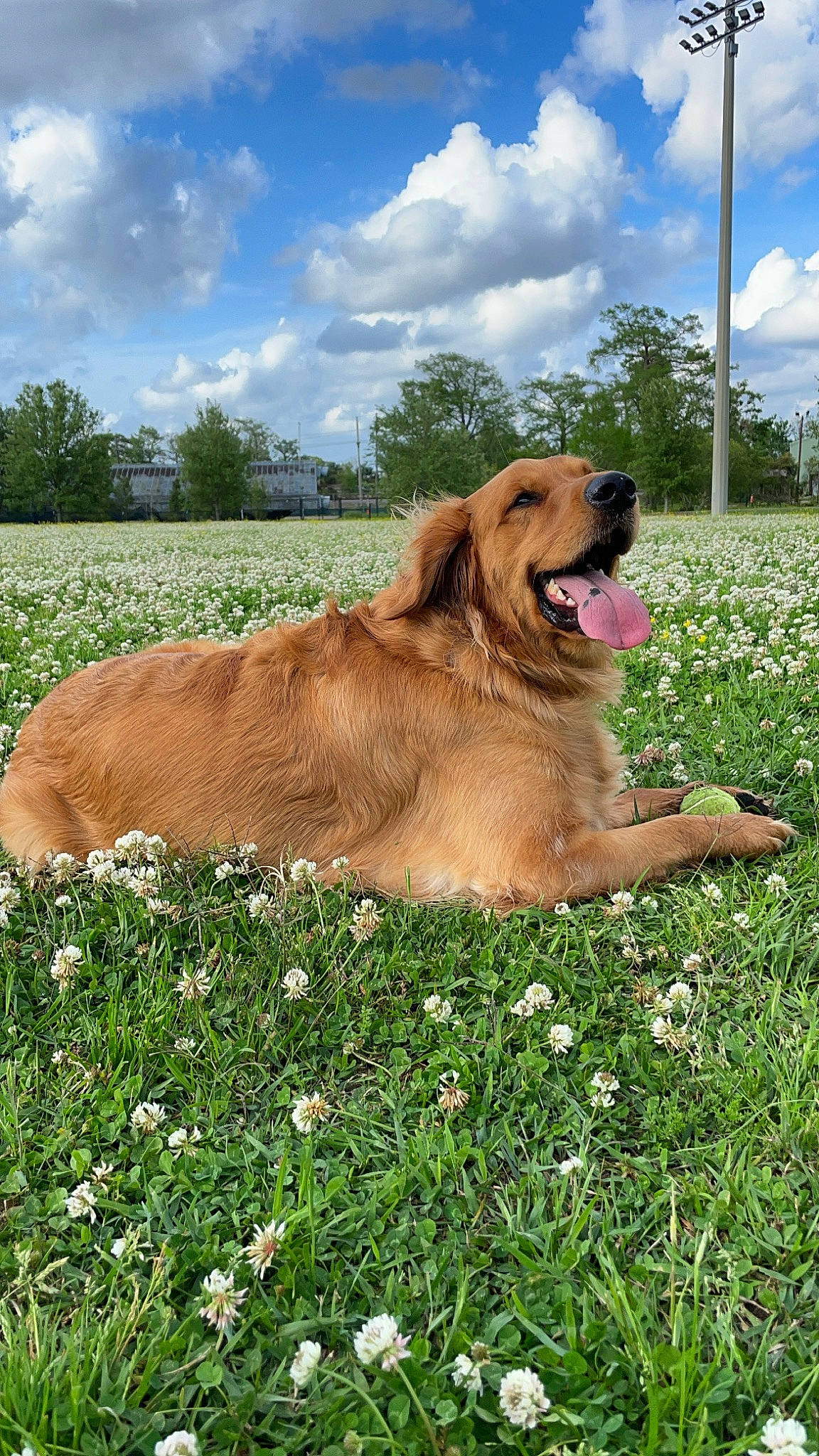 Butter joined the competition — help win amazing prizes! canidae, carnivore, cloud, companion_dog, dog, dog_breed, fawn, flower, grass, grassland, gun_dog, landscape, liver, plant, prairie, retriever, sky, sporting_group, tree, working_animal