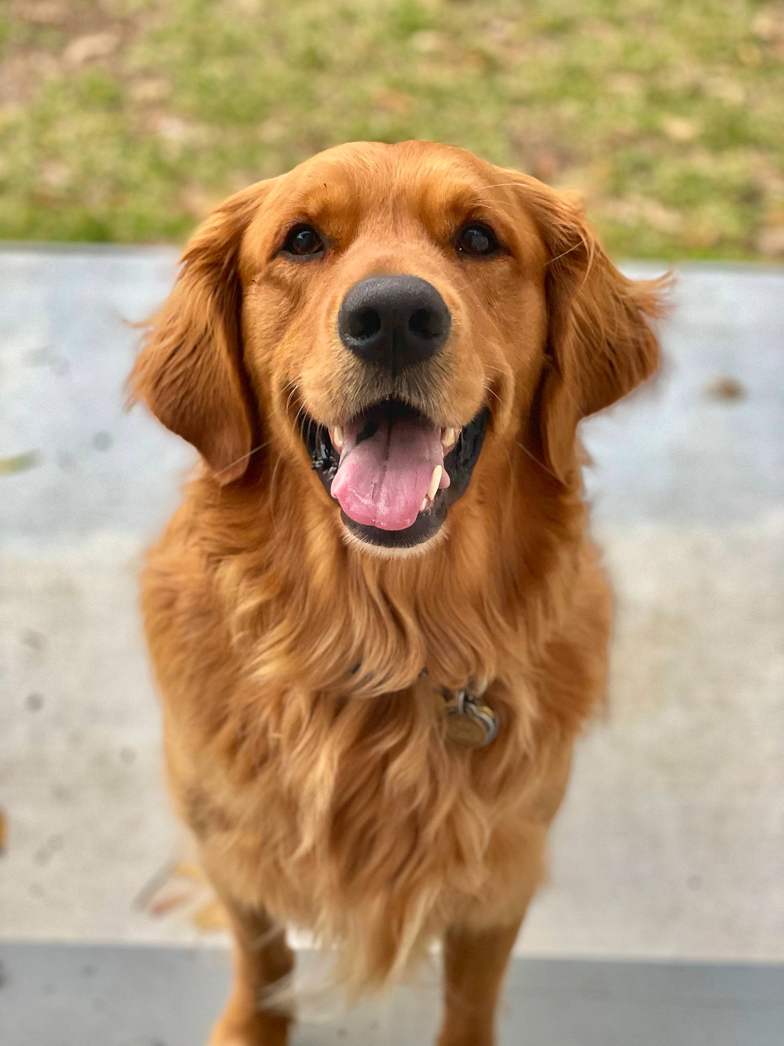 Butter is registered to the contest to win money with this photo: canidae, carnivore, companion_dog, dog, dog_breed, fawn, fur, golden_retriever, gun_dog, liver, retriever, shout, smile, snout, sporting_group, terrestrial_animal, whiskers, working_animal, working_dog
